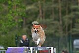 Finale canis