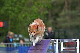 Finale canis