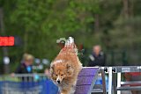Finale canis