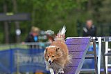Finale canis