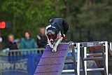 Finale canis