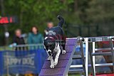 Finale canis