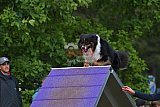 Finale canis