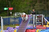 Finale canis