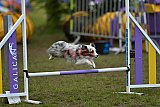 Finale canis