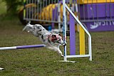 Finale canis