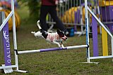 Finale canis