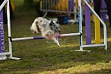 Finale canis