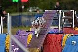 Finale canis