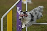 Finale canis