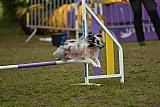 Finale canis