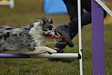 Finale canis