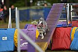 Finale canis