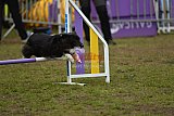 Finale canis