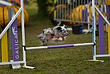Finale canis