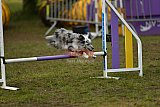 Finale canis
