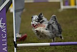 Finale canis