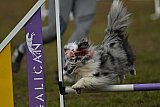 Finale canis