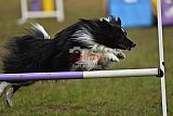 Finale canis