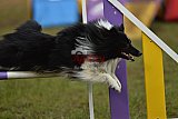 Finale canis
