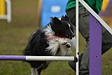 Finale canis