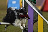 Finale canis
