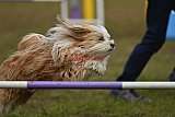 Finale canis