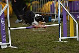 Finale canis