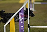 Finale canis