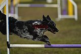Finale canis