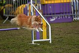 Finale canis