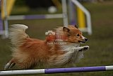 Finale canis