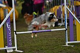 Finale canis