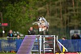 Finale canis