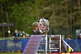 Finale canis