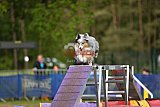 Finale canis