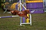 Finale canis