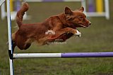 Finale canis