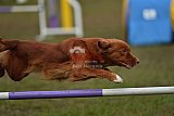 Finale canis