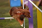 Finale canis