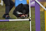 Finale canis