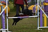 Finale canis