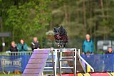 Finale canis