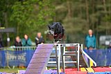Finale canis