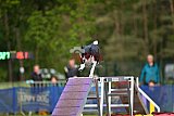 Finale canis