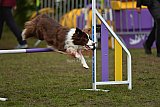 Finale canis