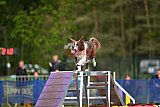 Finale canis