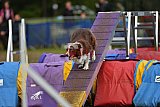 Finale canis