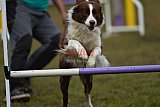 Finale canis