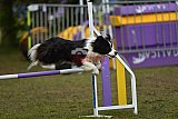 Finale canis